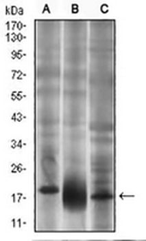 CD90 Mouse Monoclonal Antibody
