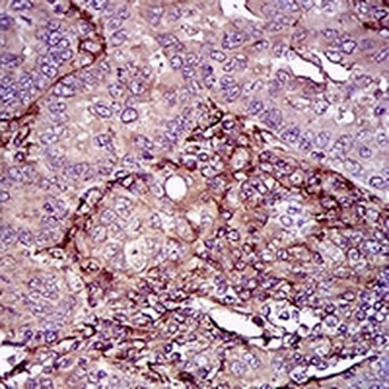 CD90 Mouse Monoclonal Antibody