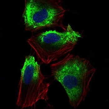 CD90 Mouse Monoclonal Antibody