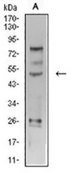 AP2 gamma Mouse Monoclonal Antibody