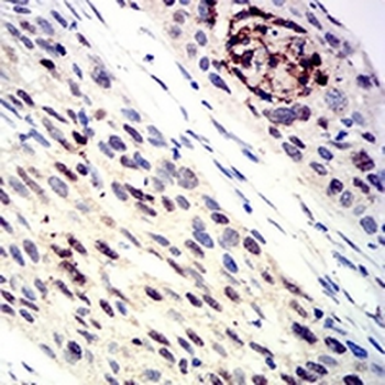 AP2 gamma Mouse Monoclonal Antibody