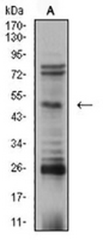 AP2-beta Mouse Monoclonal Antibody