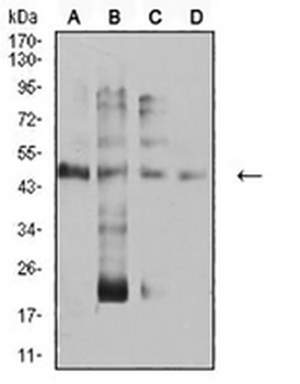 2-alpha Mouse Monoclonal Antibody (AP)