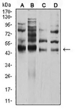 2-alpha Mouse Monoclonal Antibody (AP)