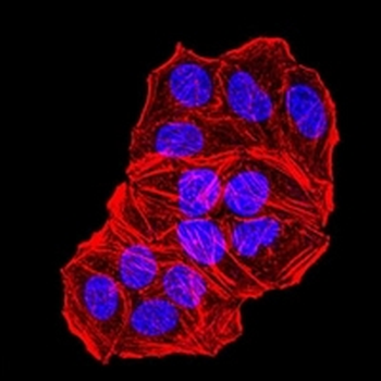 2-alpha Mouse Monoclonal Antibody (AP)