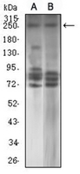 TET2 Mouse Monoclonal Antibody