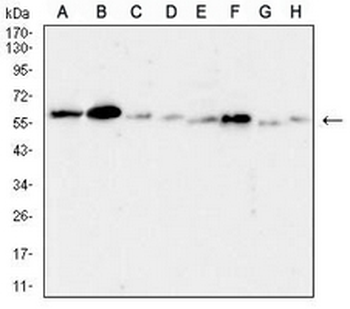 TACSTD2 Mouse Monoclonal Antibody