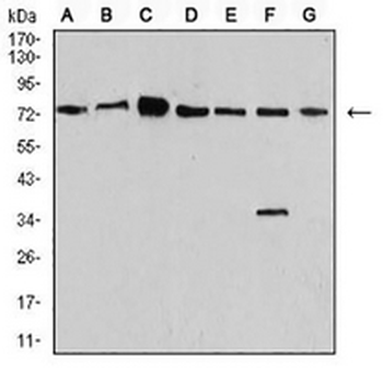 Synapsin 1 Mouse Monoclonal Antibody