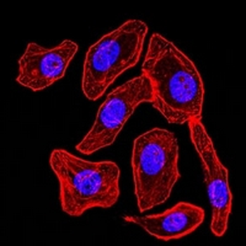 Synapsin 1 Mouse Monoclonal Antibody