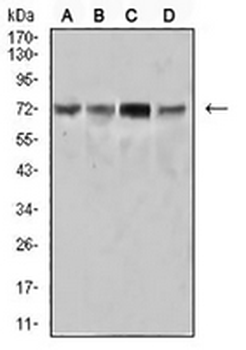 SYK Mouse Monoclonal Antibody