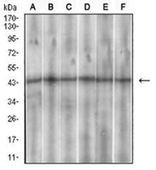 SSTR3 Mouse Monoclonal Antibody