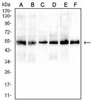 CD43 Mouse Monoclonal Antibody