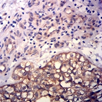 CD43 Mouse Monoclonal Antibody