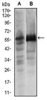 SOX9 Mouse Monoclonal Antibody