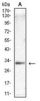 SOCS3 Mouse Monoclonal Antibody