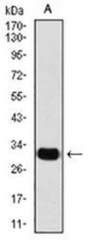 SLUG Mouse Monoclonal Antibody