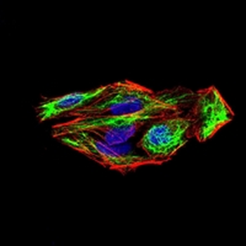 SLUG Mouse Monoclonal Antibody