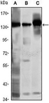 SMC1A Mouse Monoclonal Antibody