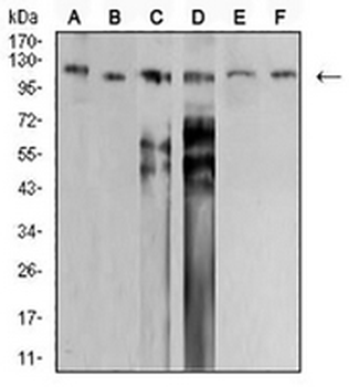 SNF2L Mouse Monoclonal Antibody