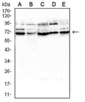 SLC45A3 Mouse Monoclonal Antibody