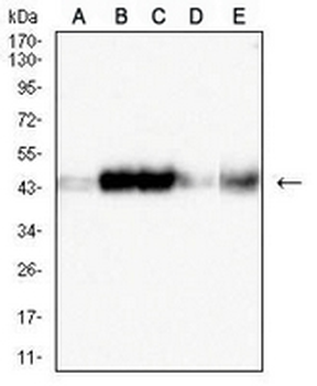 CD319 Mouse Monoclonal Antibody