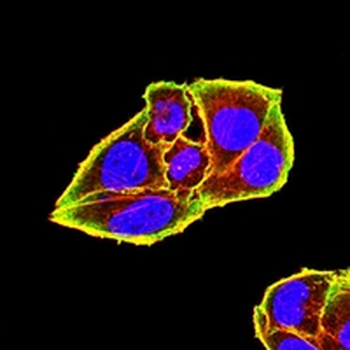 Siglec 15 Mouse Monoclonal Antibody