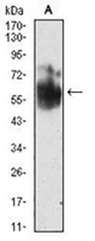 SHC1 Mouse Monoclonal Antibody