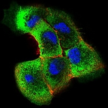 SHC1 Mouse Monoclonal Antibody