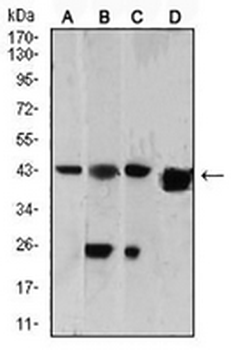 SH3GL1 Mouse Monoclonal Antibody