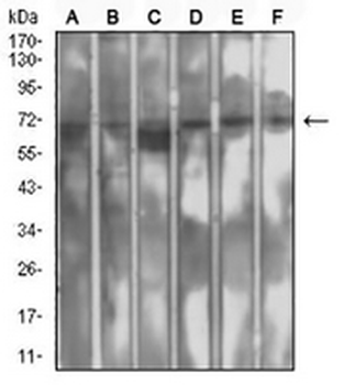 SETD7 Mouse Monoclonal Antibody