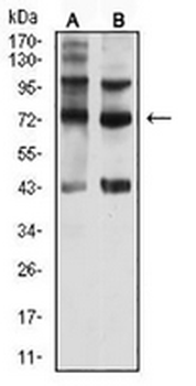 CD108 Mouse Monoclonal Antibody
