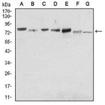 CD138 Mouse Monoclonal Antibody