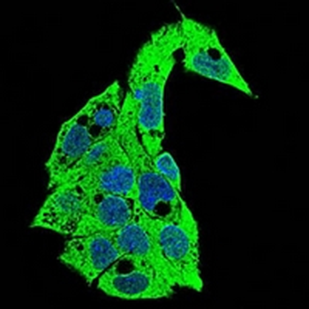 CD138 Mouse Monoclonal Antibody