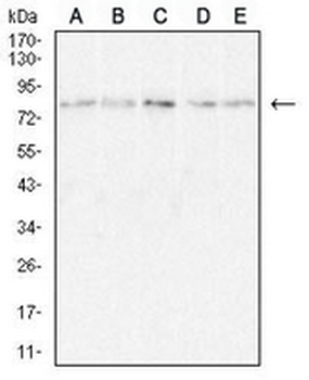 CD36L1 Mouse Monoclonal Antibody