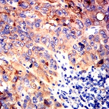 CD36L1 Mouse Monoclonal Antibody