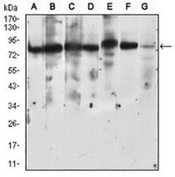 RSK3 Mouse Monoclonal Antibody