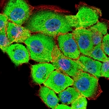 RSK3 Mouse Monoclonal Antibody