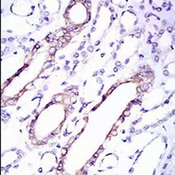 RPL18A Mouse Monoclonal Antibody
