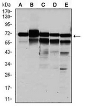 RPA1 Mouse Monoclonal Antibody