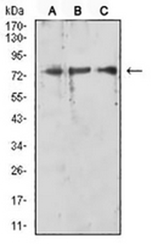 RIPK1 Mouse Monoclonal Antibody
