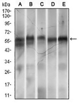 RING1 Mouse Monoclonal Antibody