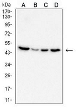 RhoA Mouse Monoclonal Antibody