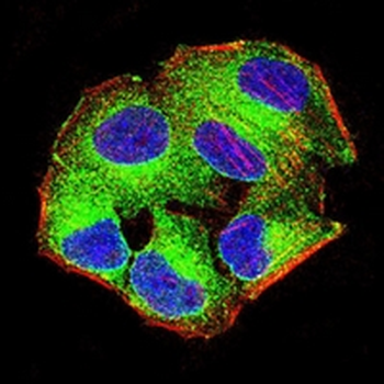 RhoA Mouse Monoclonal Antibody