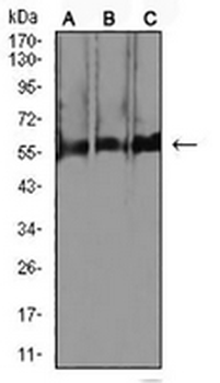 NeuN Mouse Monoclonal Antibody