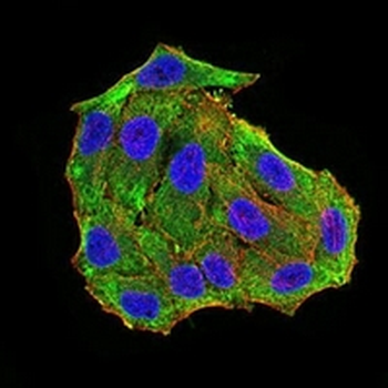 NeuN Mouse Monoclonal Antibody