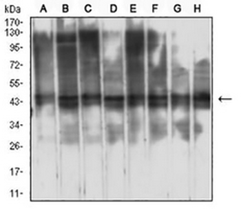 RbAp46 Mouse Monoclonal Antibody