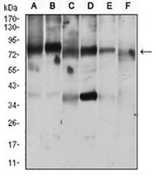 RANBP9 Mouse Monoclonal Antibody