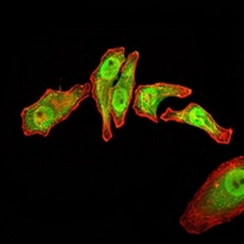 RAN Mouse Monoclonal Antibody