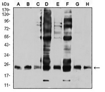 RALB Mouse Monoclonal Antibody