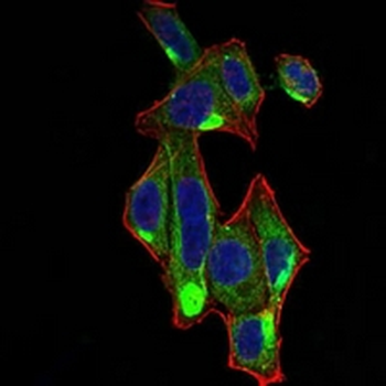 RALA Mouse Monoclonal Antibody